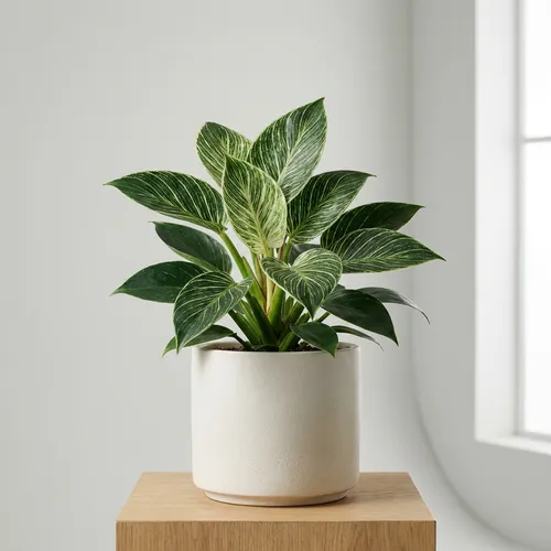 Philodendron 'Birkin'