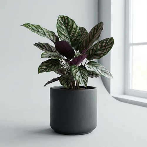 Pinstripe Calathea