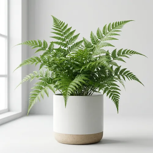 Pteris Fern
