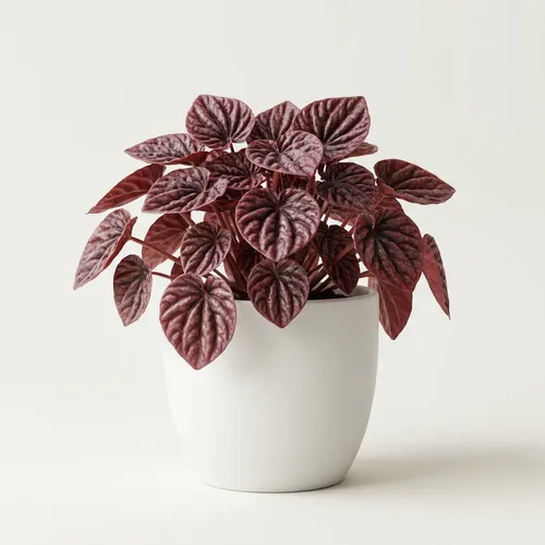 Red Ripple Peperomia