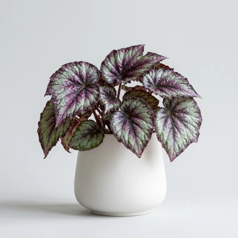 Rex Begonia
