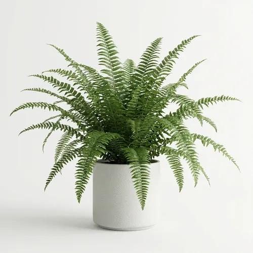 Roosevelt Fern