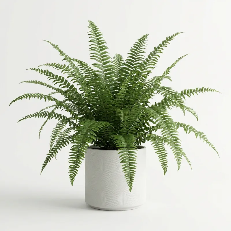 Roosevelt Fern
