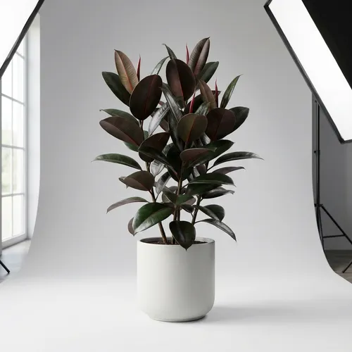 Rubber Tree 'Burgundy'