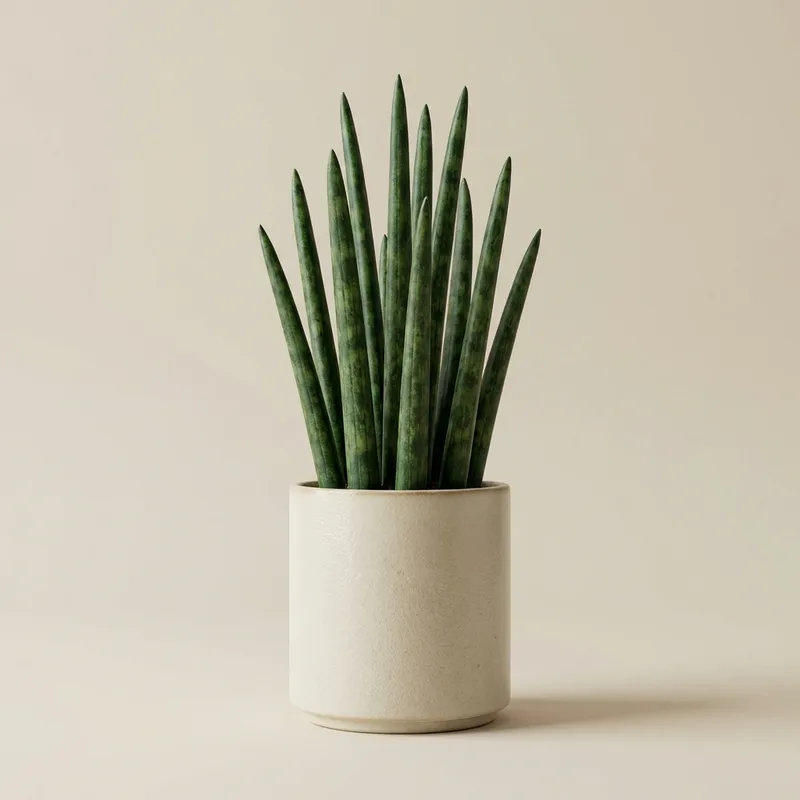 Sansevieria cylindrica