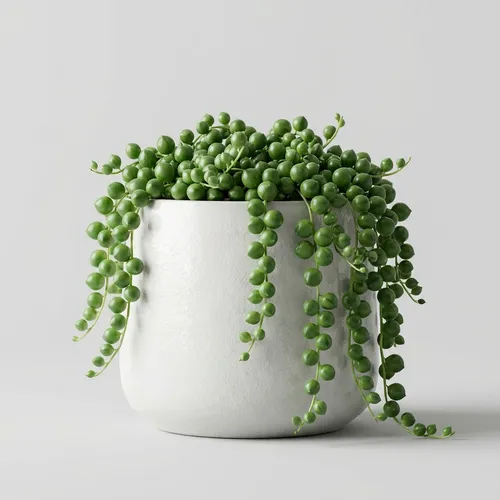 String of Pearls