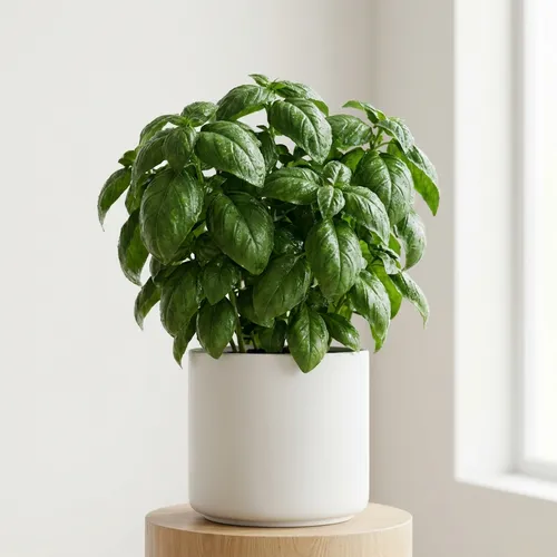 Sweet Basil