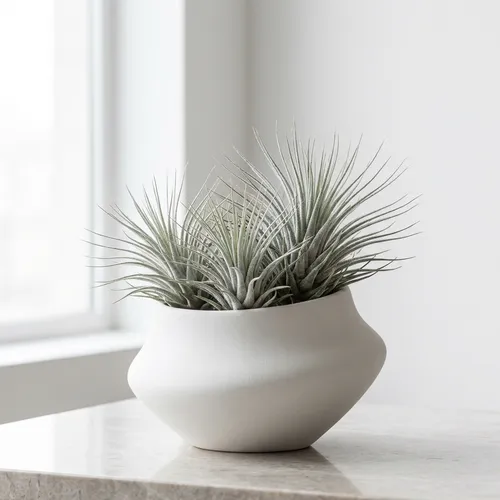 Tillandsia (Air Plant)