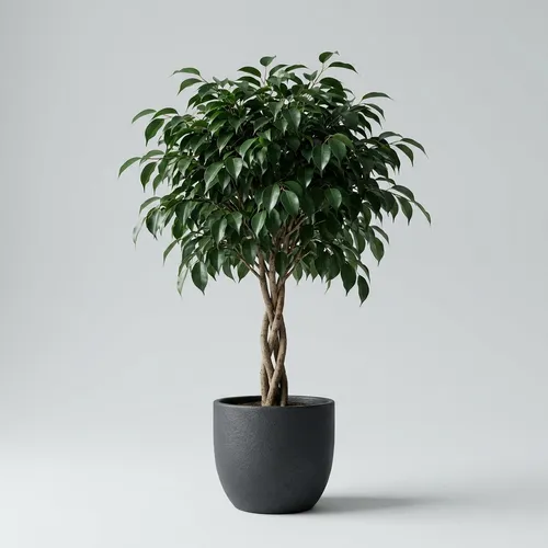 Weeping Fig 'Danielle'