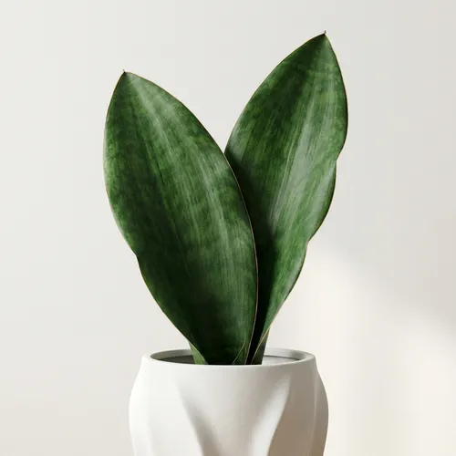 Whale Fin Sansevieria