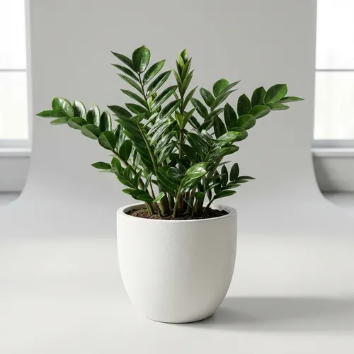 ZZ Plant